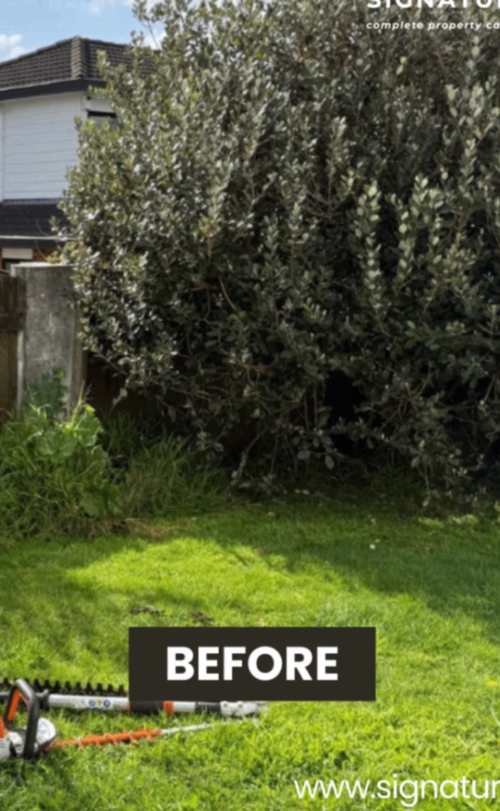Large Bush & Hedge Reduction in Auckland — before