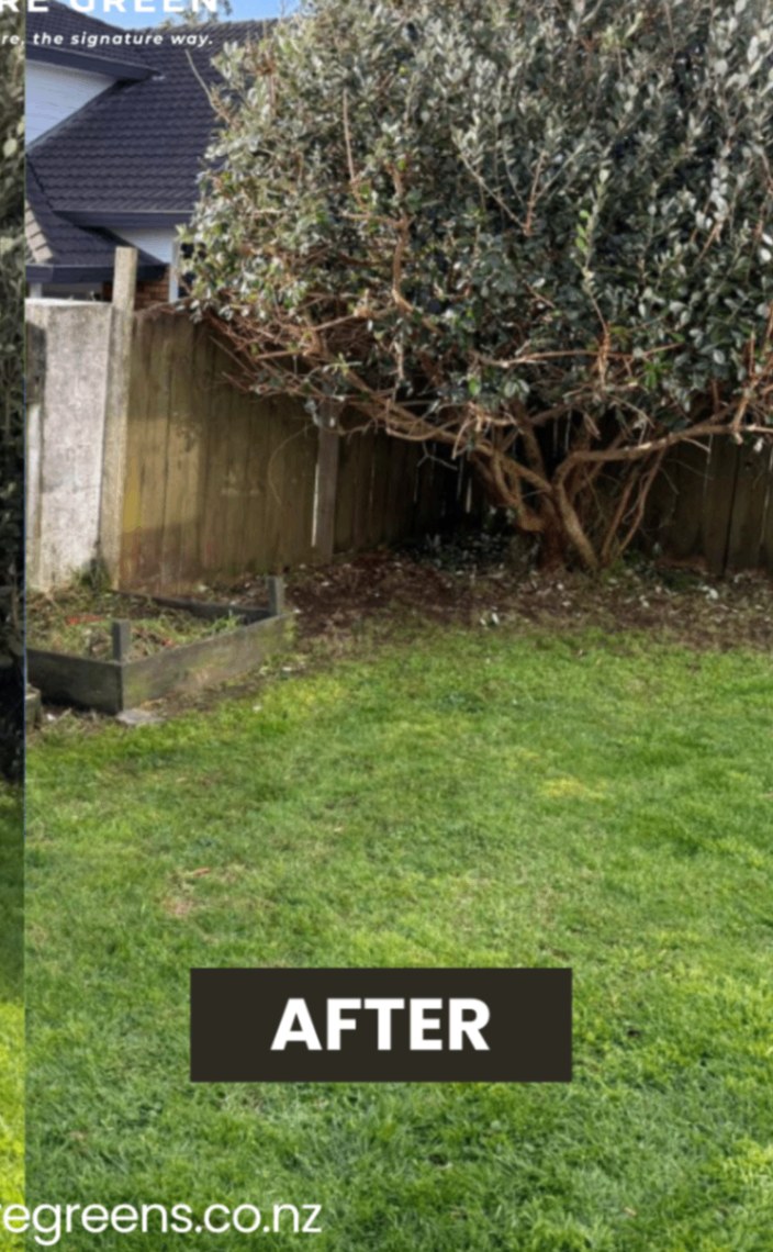 Large Bush & Hedge Reduction in Auckland — after